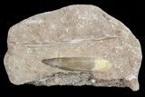 Fossil Plesiosaur (Zarafasaura) Tooth In Sandstone - Morocco #70311-1